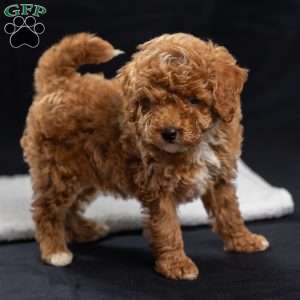 Anthony, Toy Poodle Puppy